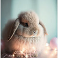 Fluffy Bunny