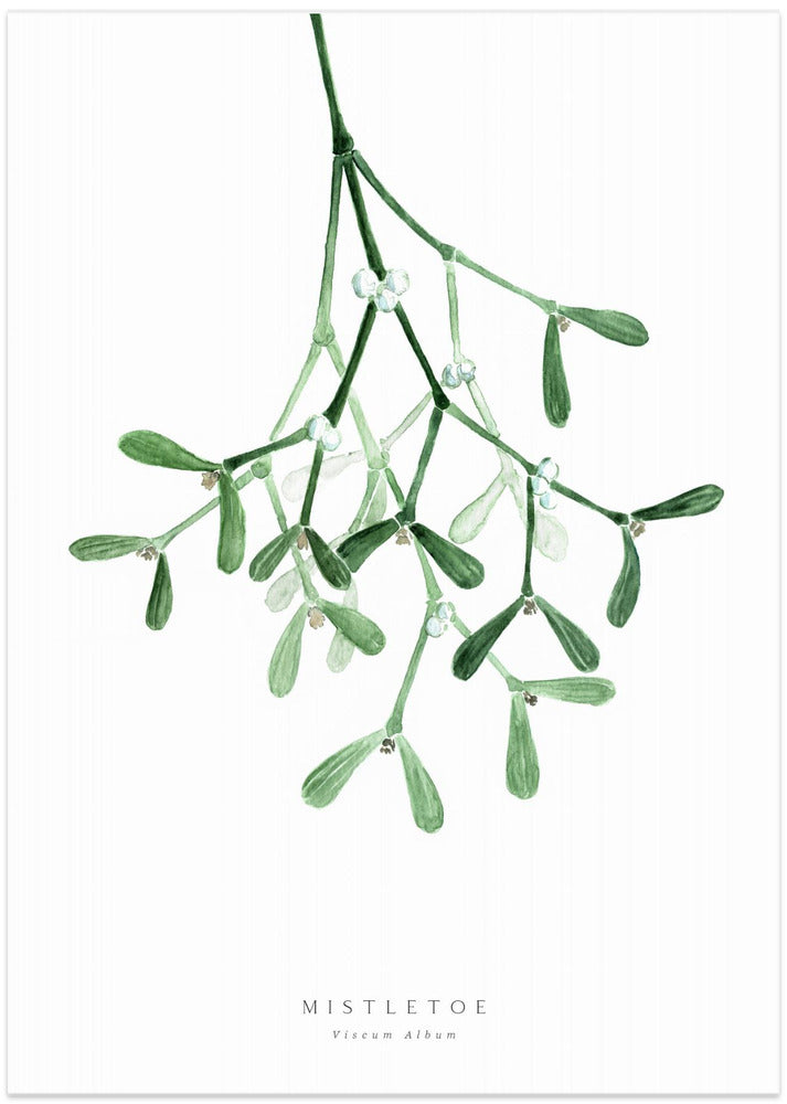 Watercolor mistletoe
