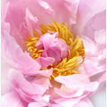 Pink peony I
