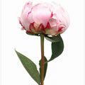 Pink peony II