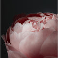Moody blush peony II