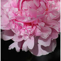 Pink peony V