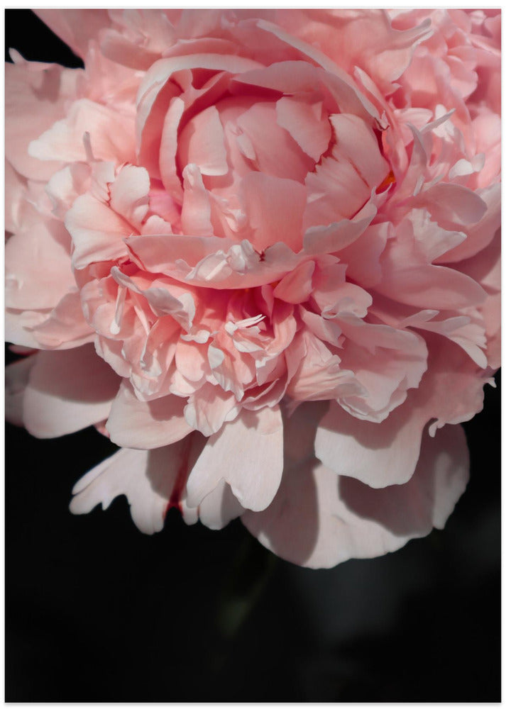 Blush peony V
