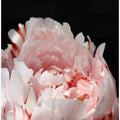 Blush peony VIII