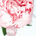 Blush peony VII