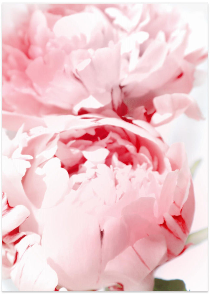 Bllush peony X