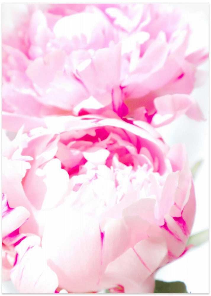 Pink peony X