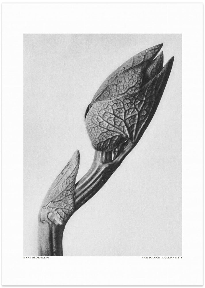 Aristolochia clematitis