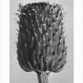 Cirsium Canum (Thistle)