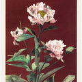 Hærdaceous Peony no2