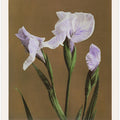 Iris Kæmpferi no2