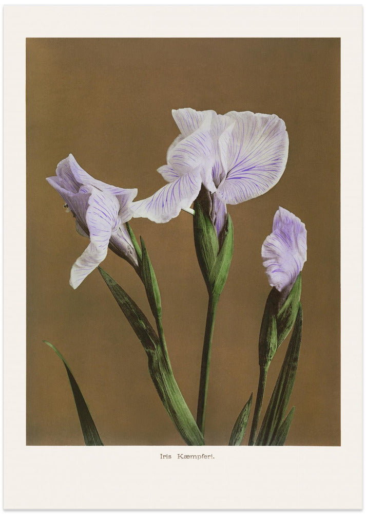 Iris Kæmpferi no2