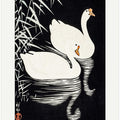 White Chinese Geese Swimming by Reeds