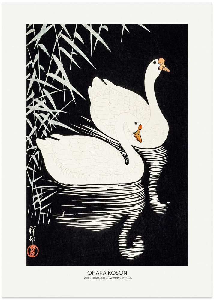 White Chinese Geese Swimming by Reeds