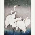 Group Of Egrets