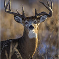 White-tailed deer
