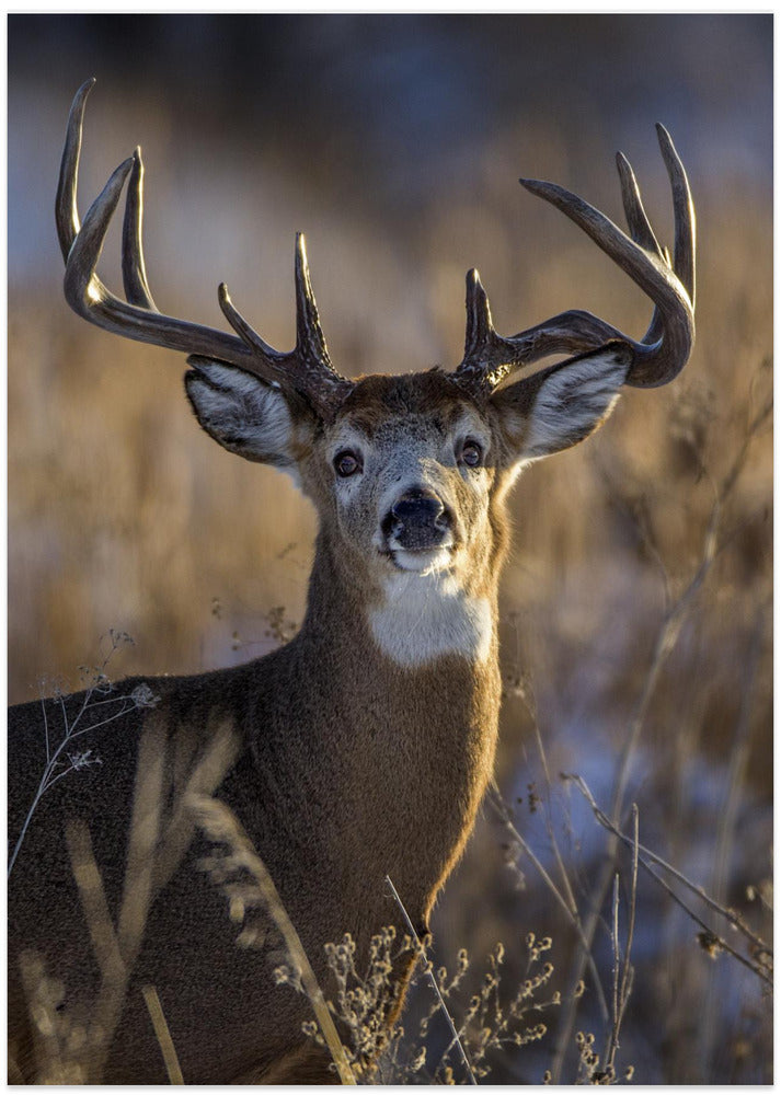 White-tailed deer