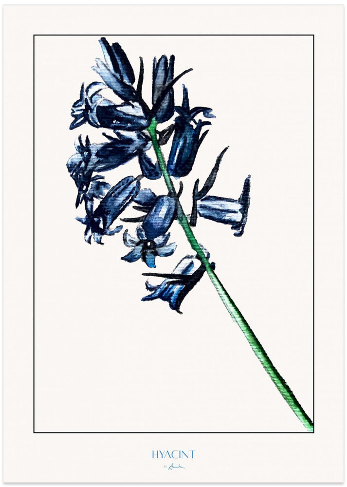 Hyacint