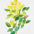 Oregon grape or Mahonia aquifolium botanical painting