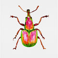 Apricot weevil or Epirhynchites auratus
