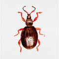 Strawberry root weevil  or Otiorhynchus ovatus
