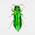 Jewel beetle or Agrilus angustulus