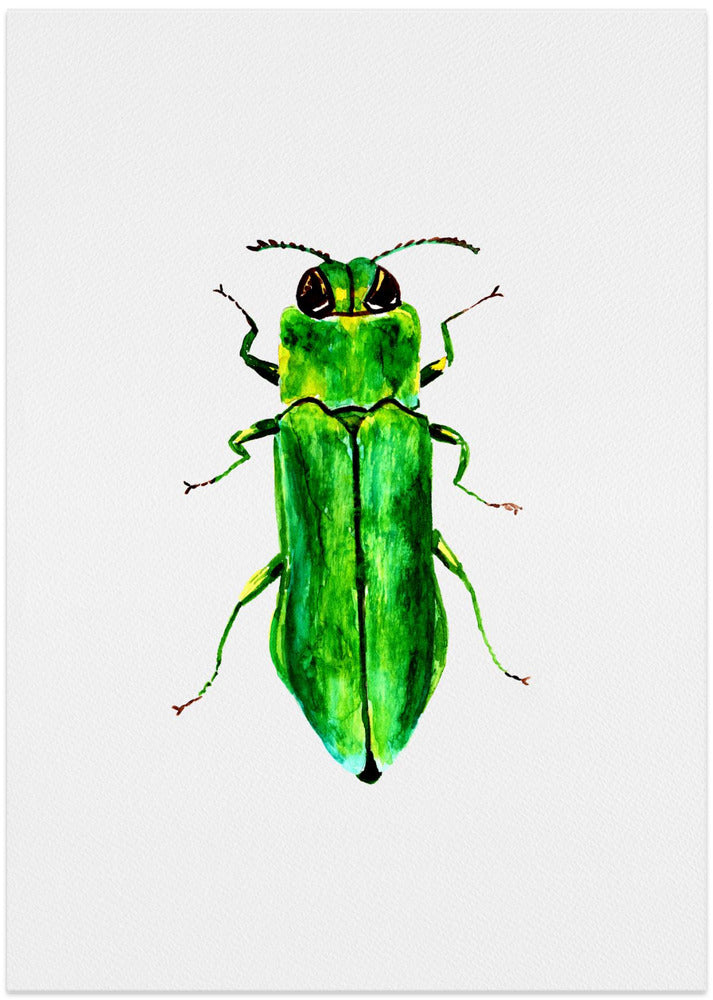 Jewel beetle or Agrilus angustulus