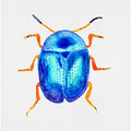 Blue leaf beetle or Colaphus sophiae