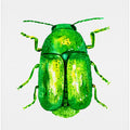 Cylindrical leaf beetle or Cryptocephalus sericeus