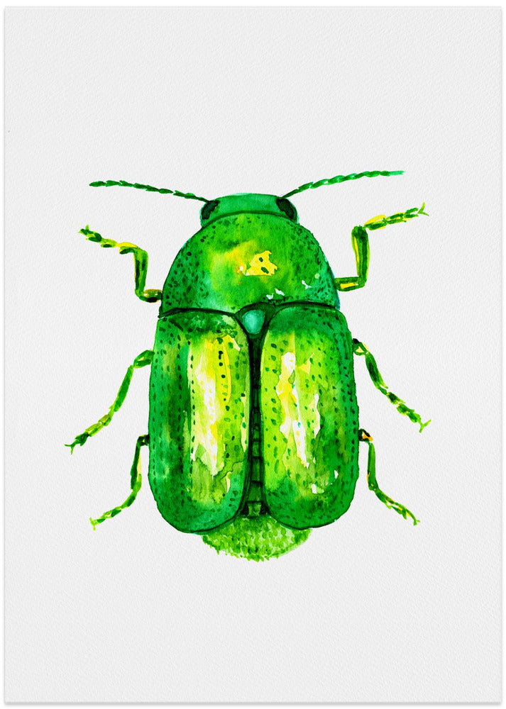 Cylindrical leaf beetle or Cryptocephalus sericeus