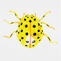 The 22-spot ladybird or Psyllobora vigintiduopunctata