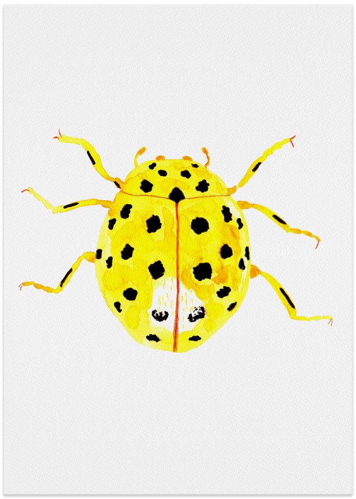 The 22-spot ladybird or Psyllobora vigintiduopunctata