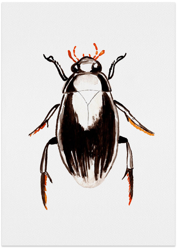 Water scavenger beetle or Hydrophilus aterrimus