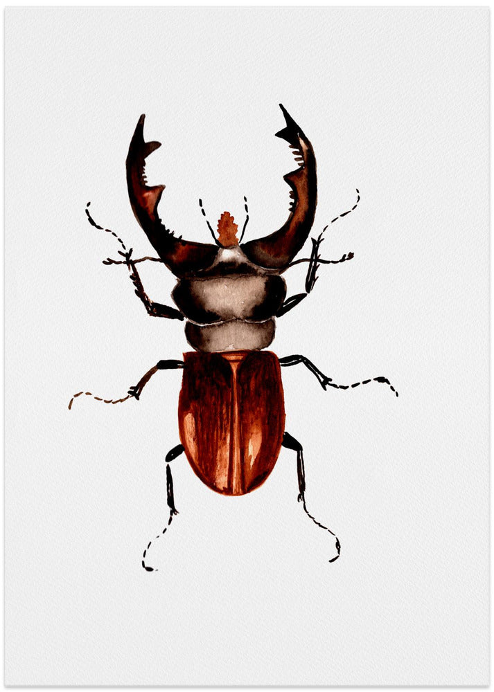 Stag beetle or Lucanus cervus