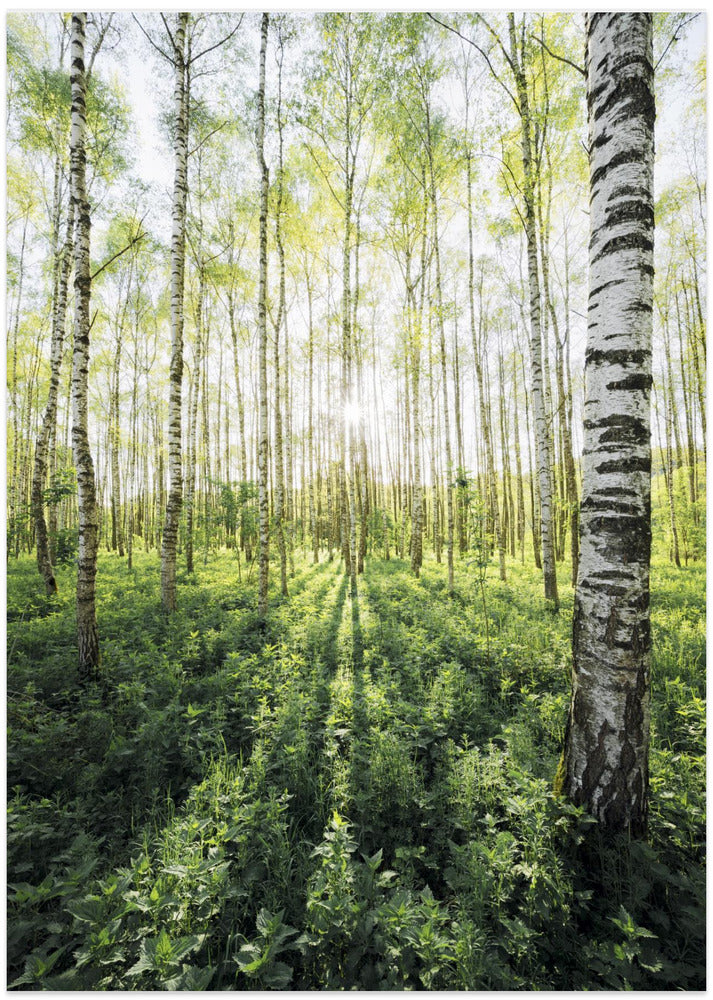 Birch Grove vertical