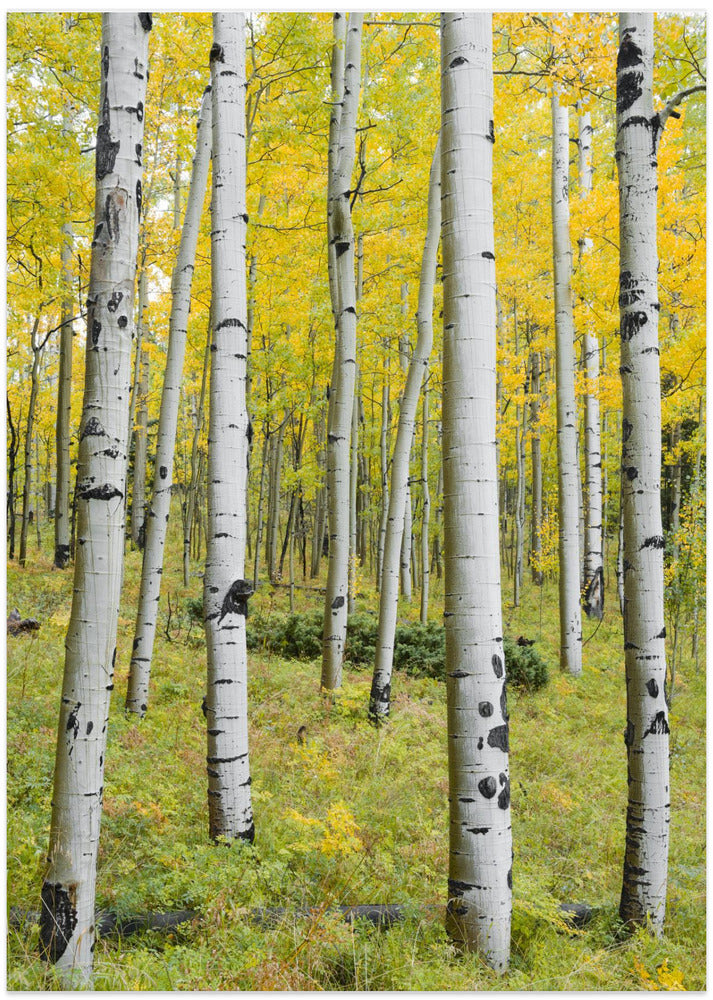 Yellow Birchs vertical