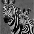 Zebras