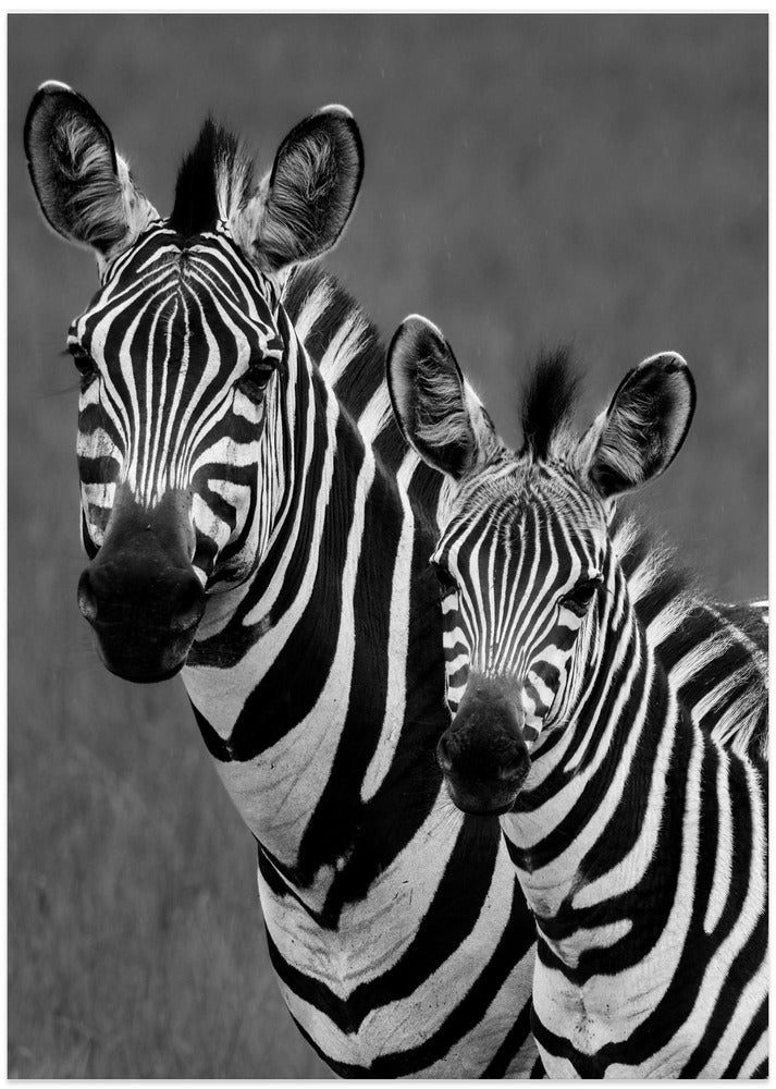 Zebras