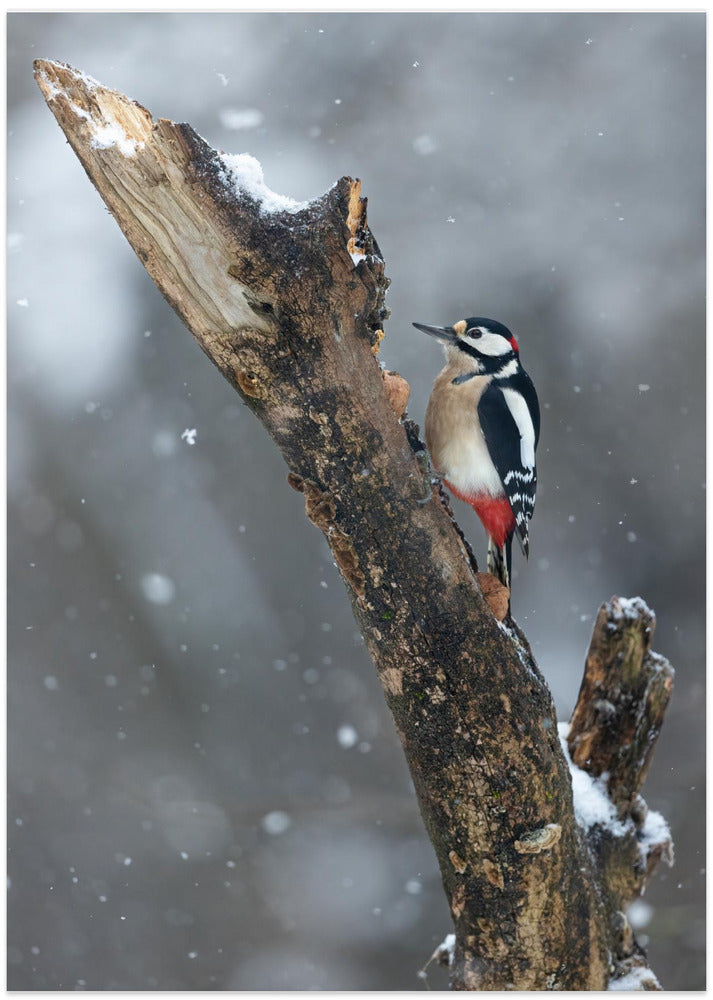 Picchio nella tormenta