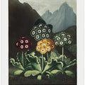 A Group of Auriculas from The Temple of Flora (1807)