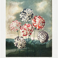 A Group of Carnations from The Temple of Flora (1807)