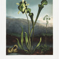 American Bog Plants from The Temple of Flora (1807)