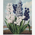Hyacinths from The Temple of Flora (1807)