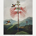 Large–Flowering Sensitive Plant from The Temple of Flora (1807)