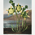 Pitcher Plant from The Temple of Flora (1807)