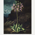 The American Cowslip from The Temple of Flora (1807)