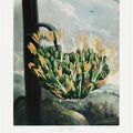 The Aloe from The Temple of Flora (1807)