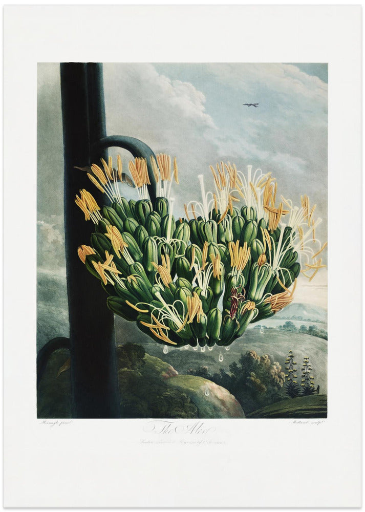 The Aloe from The Temple of Flora (1807)