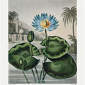 The Blue Egyptian Water-Lily from The Temple of Flora (1807)