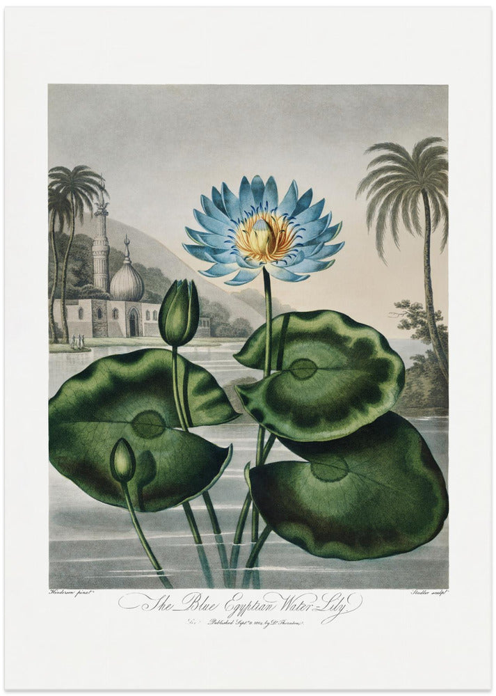 The Blue Egyptian Water-Lily from The Temple of Flora (1807)